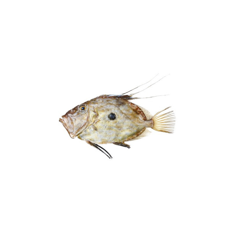 John Dory