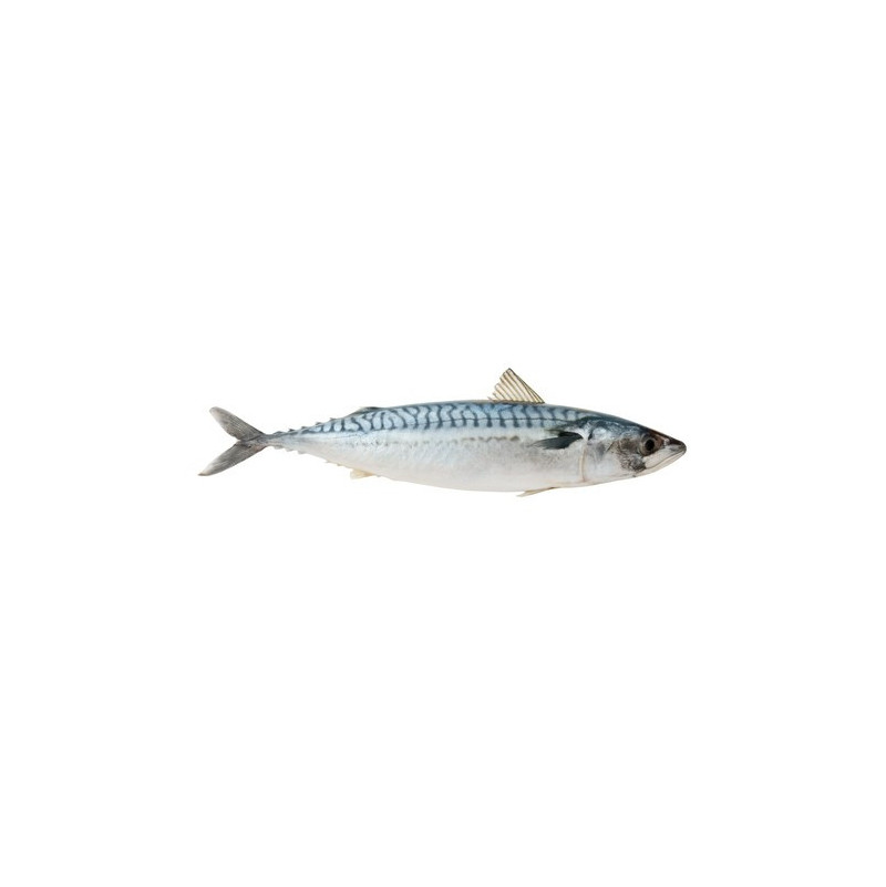 Mackerel