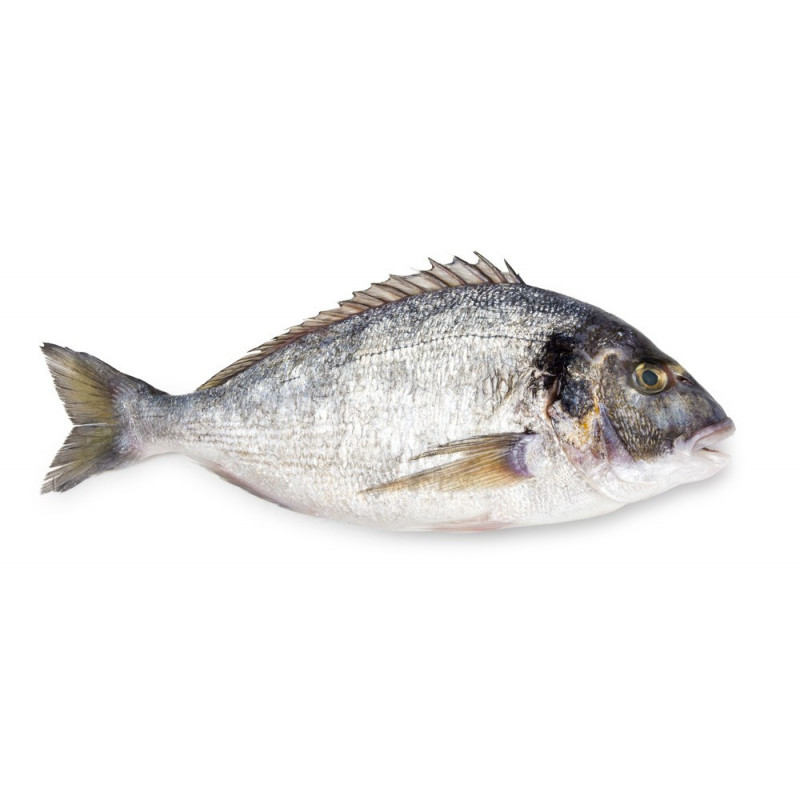 Royal Seabream