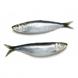 Atlantic Sardine