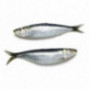 Atlantic Sardine