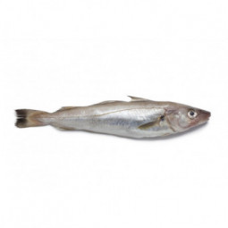 Whiting