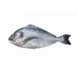 Royal Seabream