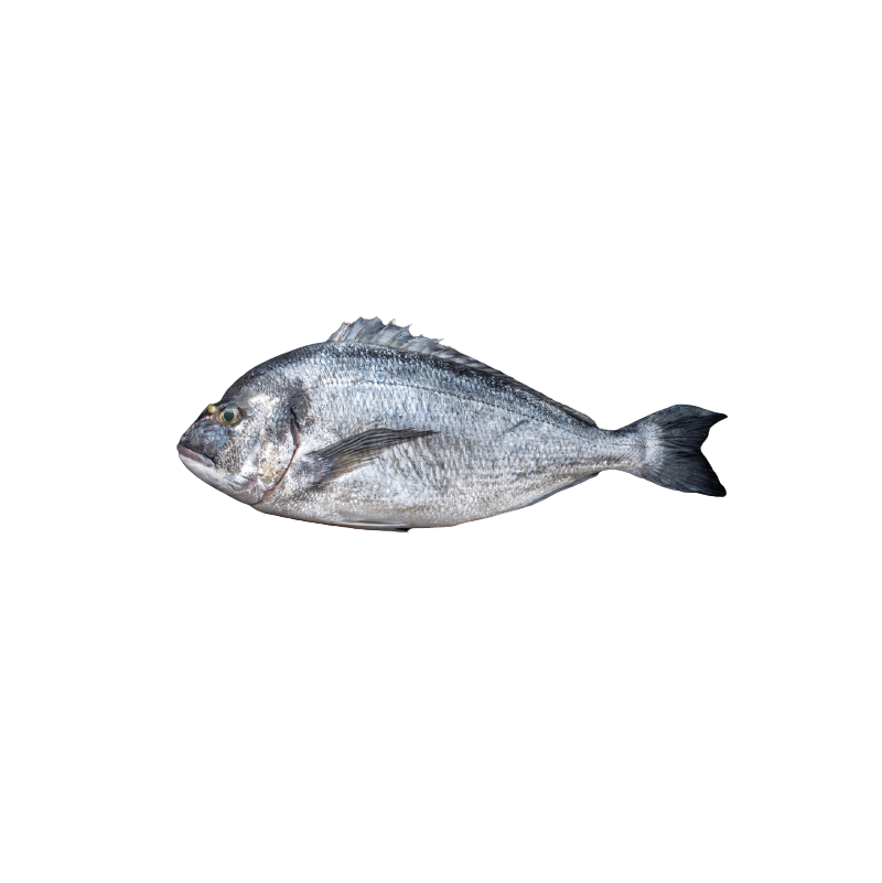 Royal Seabream