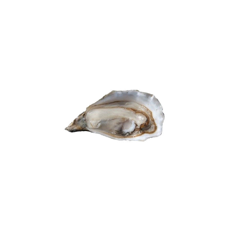 Fine Istrenn Oyster