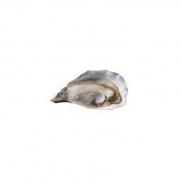 Fine Istrenn Oyster