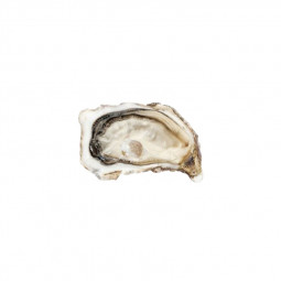 Fine Cadoret Oyster