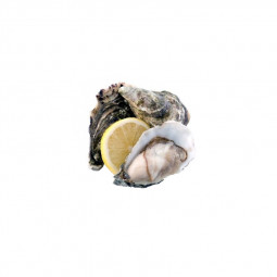 Fine Irish Oyster