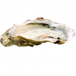 Pousse en Claire Oyster - GEAY