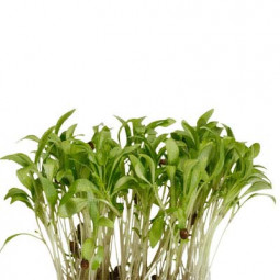 Ghoa Cress Koppert Cress