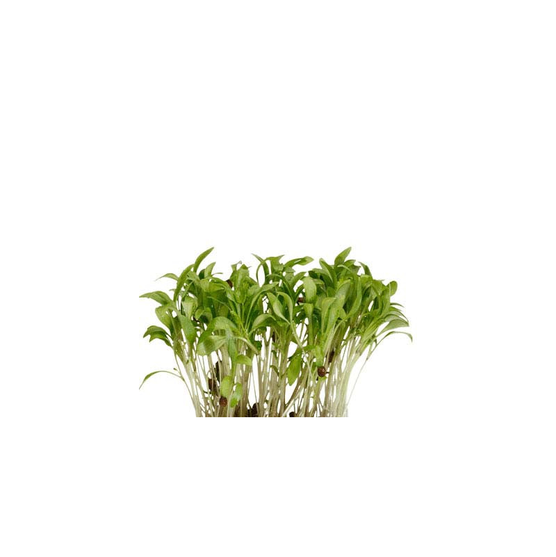 Ghoa Cress Koppert Cress