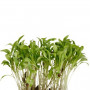 Ghoa Cress Koppert Cress