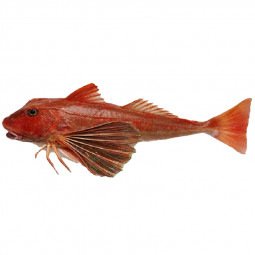 Gurnard