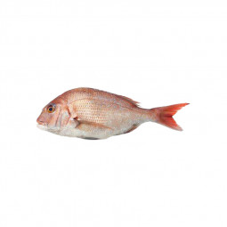 Red Porgy