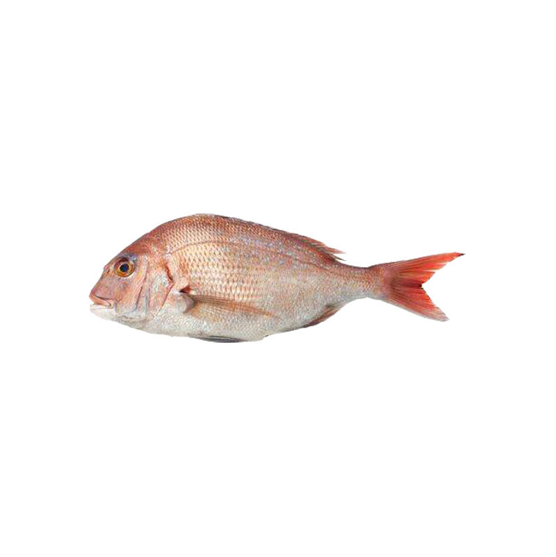 Red Porgy