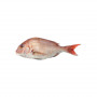 Red Porgy